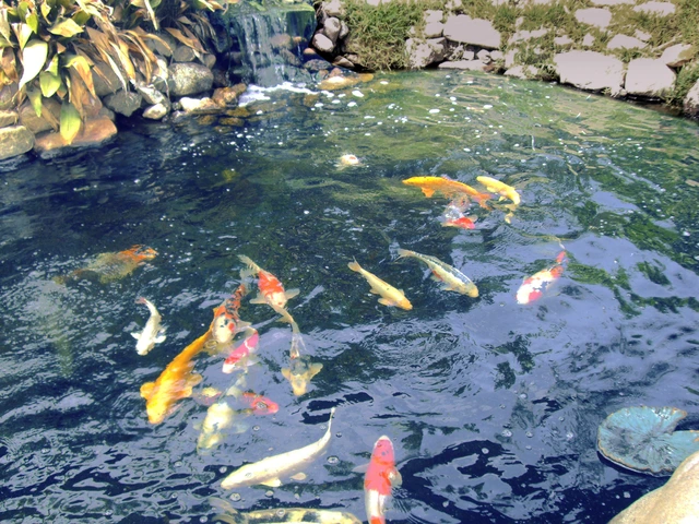 Koi pond